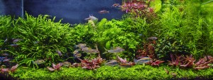 0116 . Green Paradise