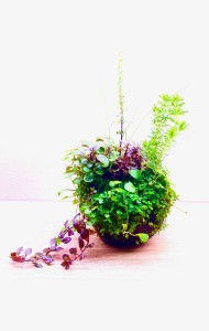 066.  Kokedama.