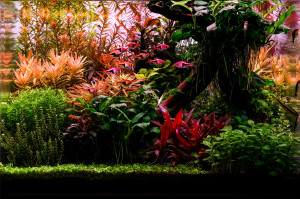 0156 .Dennerle  tank 70 liter (50x39x36)