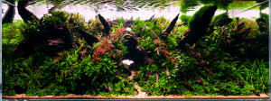  Black raven forest