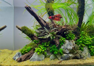 001. Betta paradise