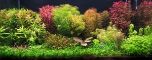 036. Akvárium méretei 90x45x45 ( Bruttó 182 L )