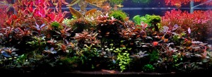 080.  "Bucephalandra land"