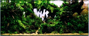 Piece of nature akvárium 60 x 25 x 25 nano ....Láng Viktor akváriuma .