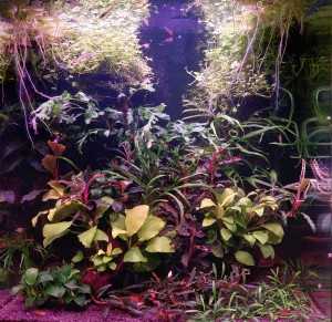 0043. Dennerle nano 30 liter.