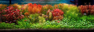 0032 . Juwel Rio LED 180 akvárium (101 x 41 x 50)