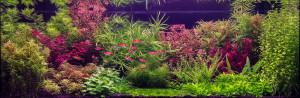 0074 . :Garden