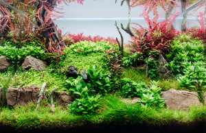 Silent Grove