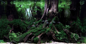 Primeval