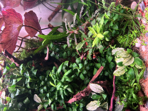Shrimply Nature