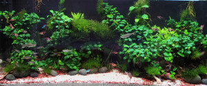 Anubias Forest