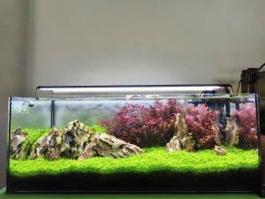Betta birodalom