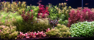 Hidden Garden
