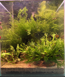 RedLak