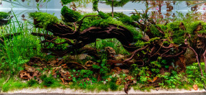 Wild nature