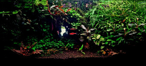 Jungle