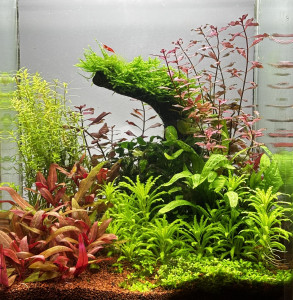 Shrimp dream island