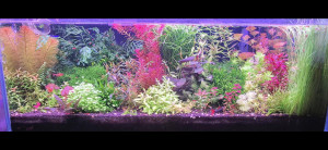 Blackaquarium