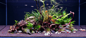 Smaug szeme, corydoras paradicsom