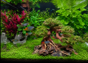 Plant land 110L