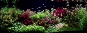 Guriga Natural
