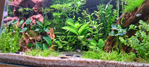 Bruttó 60L.
