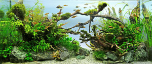 071.  Akvárium méretei: 110x40x50 cm
