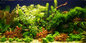 067 .     Akvárium mérete:80×35×40(112L)