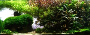 093. Dragon's Iwagumi Jungle)