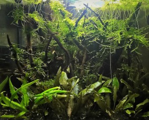 28  - Small Forest