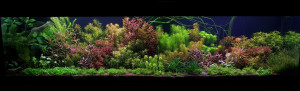25  - HerbAquatic