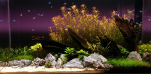 73  --  H'ra Forest 