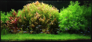 81  --  112L
