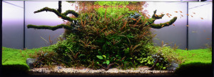 84  --   PINNATIFIDA FOREST 