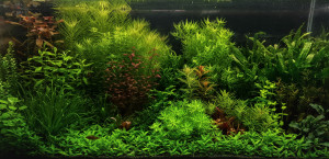 134  --  green land 