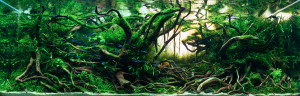 I. Helyezett  Német Patrik  -  Jakusima Forest.