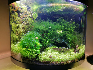 077 . 26L akvarium