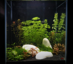 089 .  Nano-holland