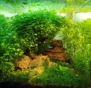 0140 . nano cube 30l