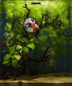 Gedeon Zoé . Betta lak 