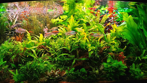 0112. Multikulti Jungle