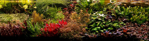 III . Helyezett : Szigeti László.. 150x60x50 540 liter.