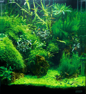 1560. 38x38x43 cm