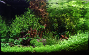 1200 . Plantation