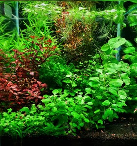 054 . Panka home