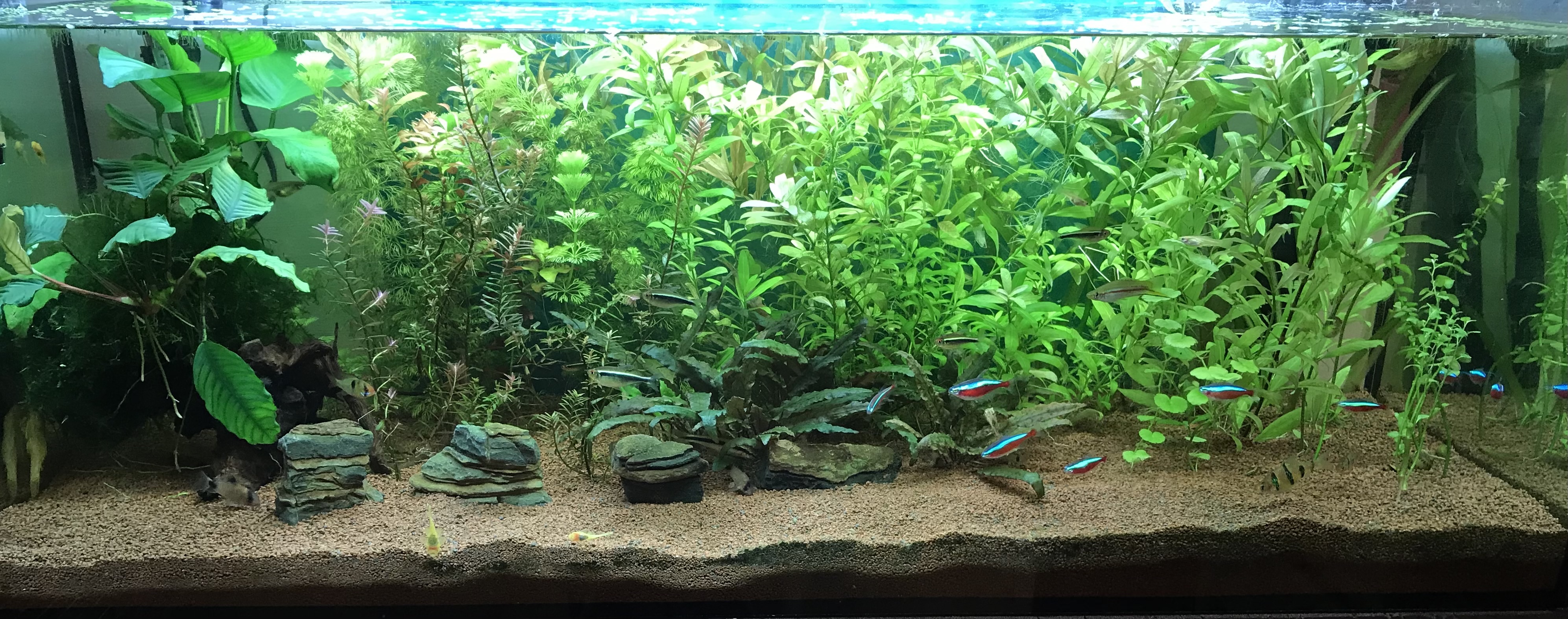 180 vegyes halas